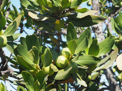 Hyaenanche globosa