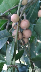 Aphanamixis polystachya