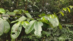 Aphanamixis polystachya