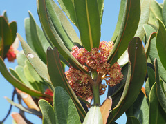 Hyaenanche globosa