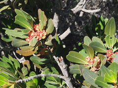 Hyaenanche globosa