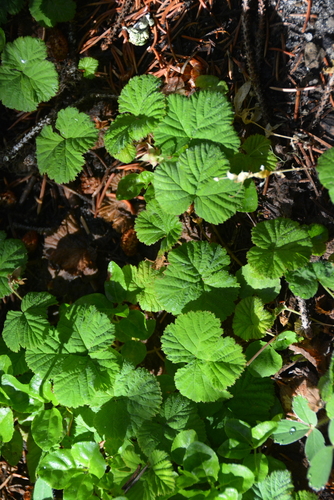 Roughfruit Raspberry (Rubus lasiococcus)