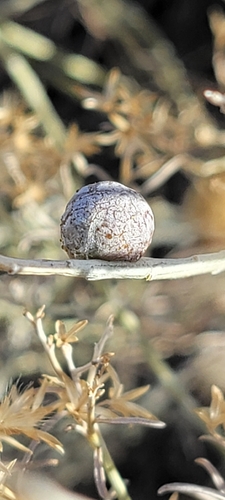 Unknown species found near Embudo Dam, Albuquerque, NM 87112, USA