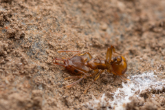 Orectognathus clarki