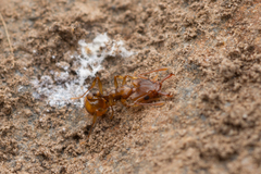 Orectognathus clarki