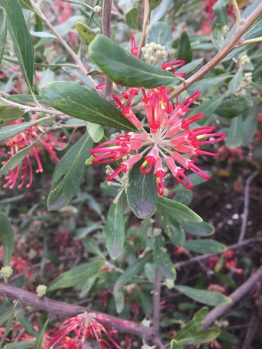 Olive Grevillea (Grevillea olivacea)