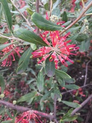Grevillea olivacea