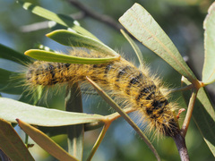 Bombycomorpha bifascia