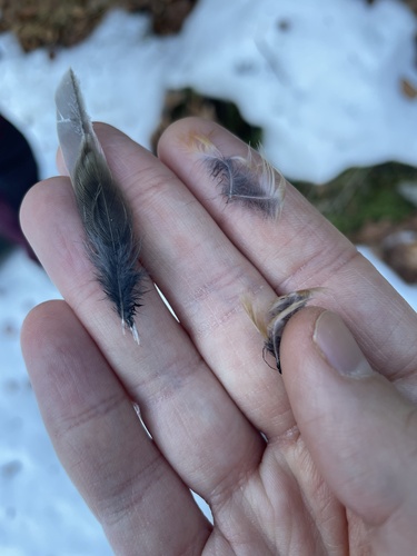 Plume de Pinson du Nord