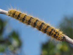 Bombycomorpha bifascia