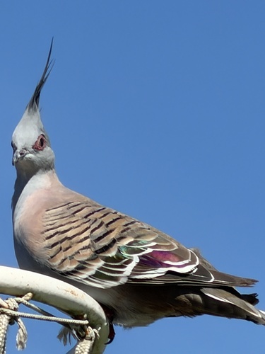 Crested Pigeon (Ocyphaps lophotes), photo 6