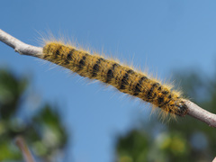 Bombycomorpha bifascia
