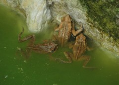 Ornate Forest Toad photo 4