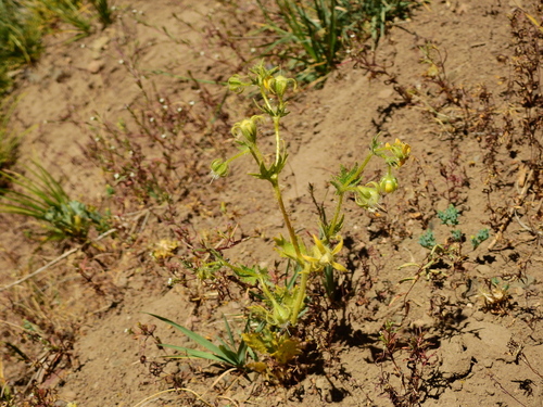 Loasa mendocina (Loasa mendocina)