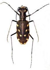 Calomera lacrymosa