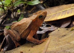 Rhinella hoogmoedi
