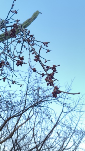 Bursera crenata Paul G.Wilson 3