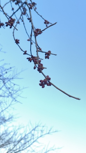 Bursera crenata Paul G.Wilson 2