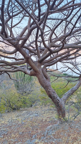 Bursera crenata Paul G.Wilson