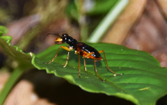 Therates coracinus fulvipennis