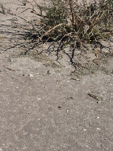 Espiritu Santo Whiptail, Aspidoscelis espiritensis