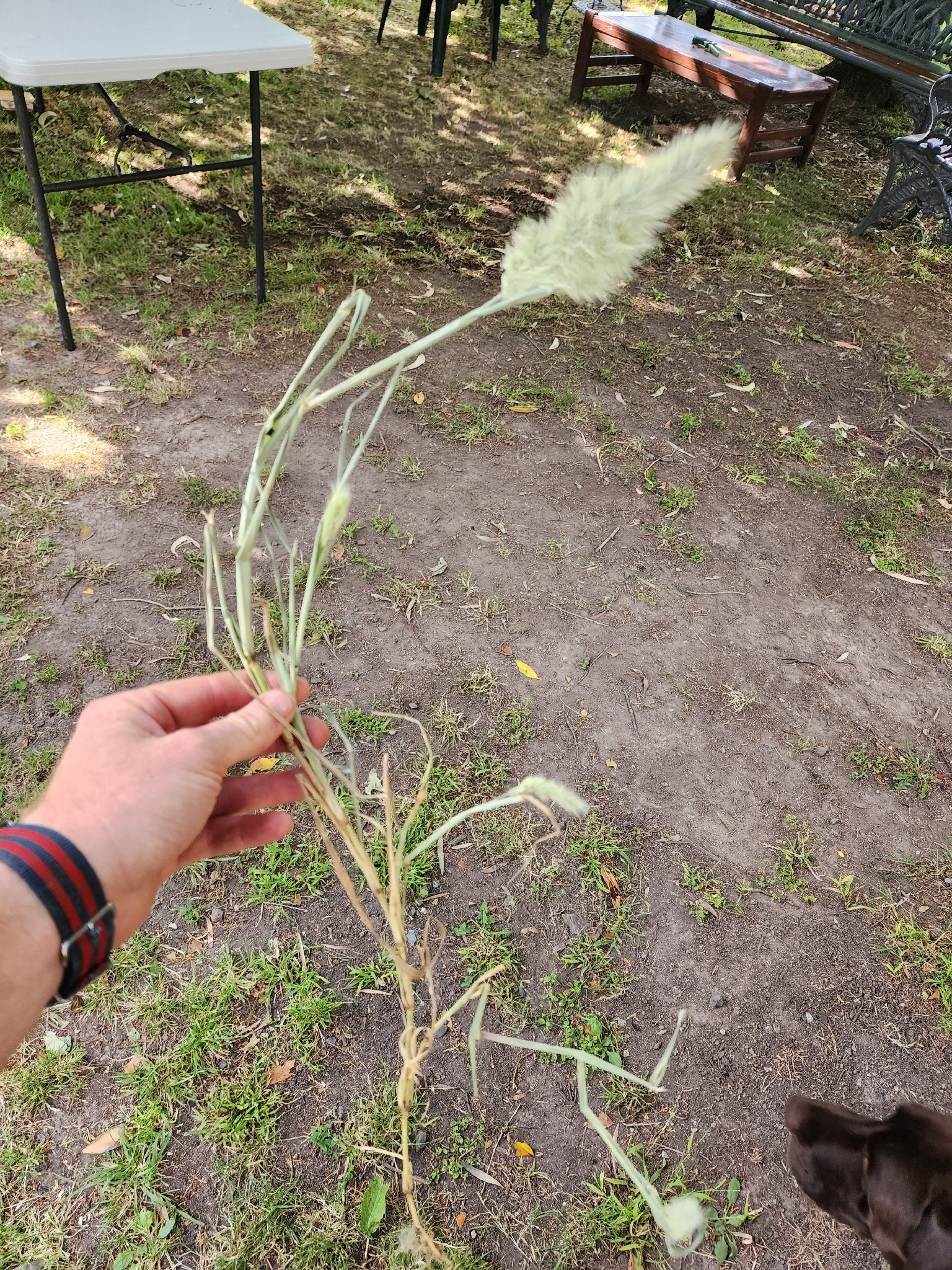 Annual beard-grass