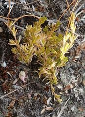 Stellaria gracilenta