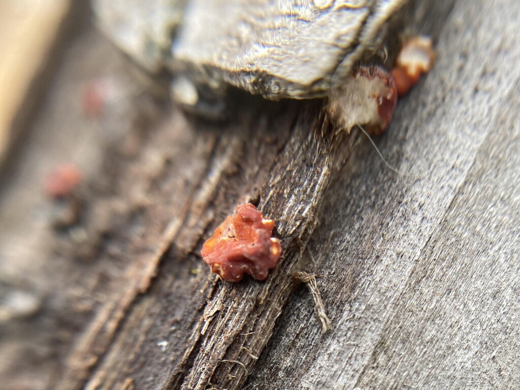 Peniophora rufa · December 2025 · photo: © arthur_ab_frogman (iNaturalist, cc-by-nc)