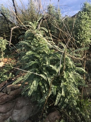 Astragalus brauntonii