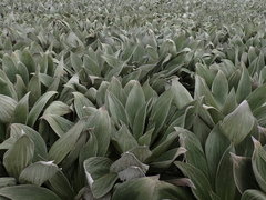 Pleurophyllum hookeri