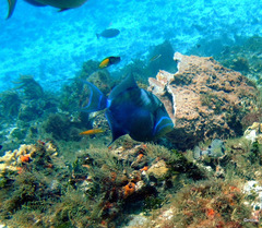 Balistes vetula