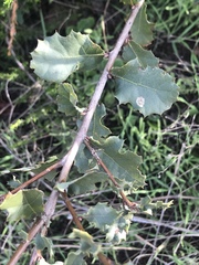 Quercus palmeri