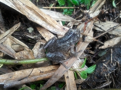 Pristimantis curtipes