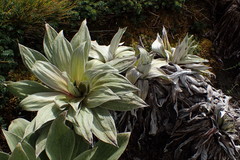 Pleurophyllum hookeri