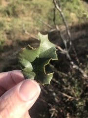 Quercus palmeri