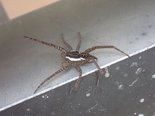 Six-spotted Fishing Spider