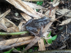 Pristimantis curtipes