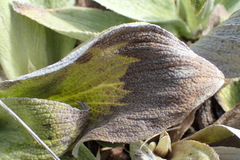Pleurophyllum hookeri