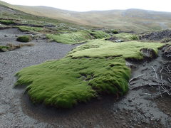 Azorella macquariensis