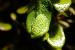 Notogrammitis crassior