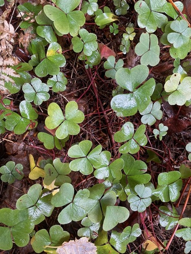 mountain woodsorrel (Oxalis montana)
