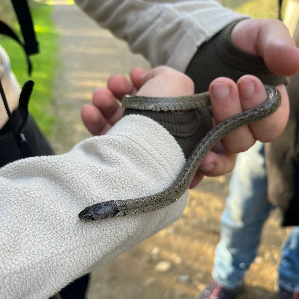 Iberian False Smooth Snake
