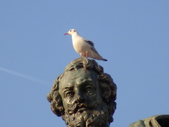 Chroicocephalus ridibundus