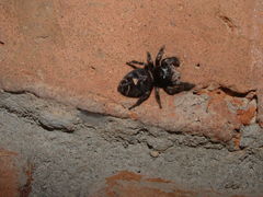 Phidippus bidentatus
