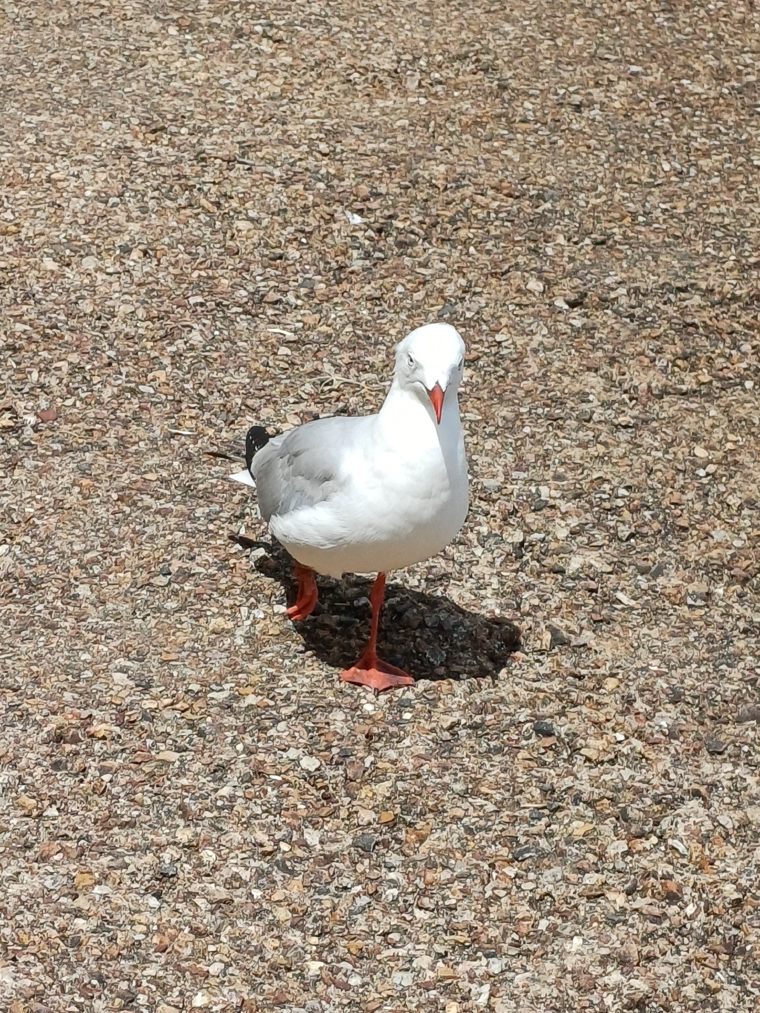 Silver Gull (Chroicocephalus novaehollandiae), photo 8