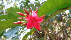 Alafia