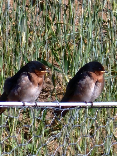 Welcome Swallow (Hirundo neoxena), photo 2