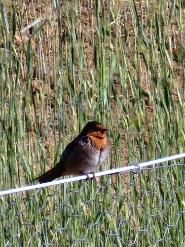 Welcome Swallow (Hirundo neoxena), photo 3