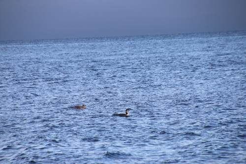 Common Loon