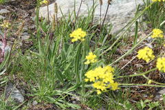 Biscutella laevigata